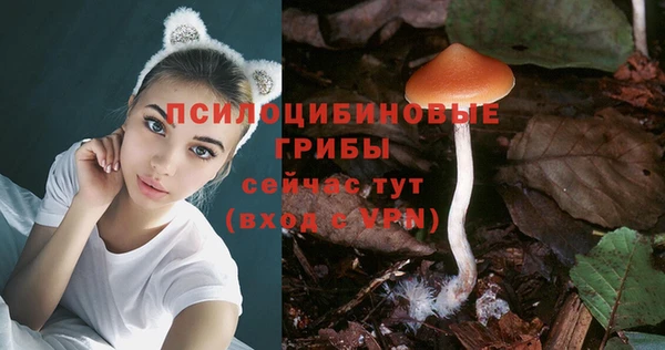 прущие грибы Аркадак